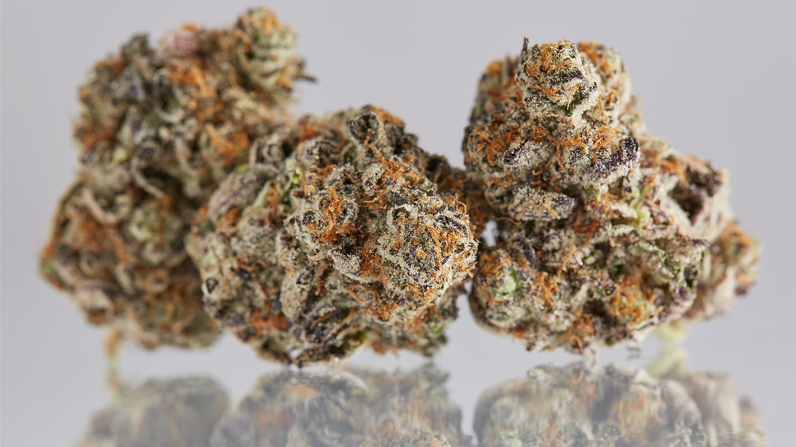 The Flowers Everyone Loves