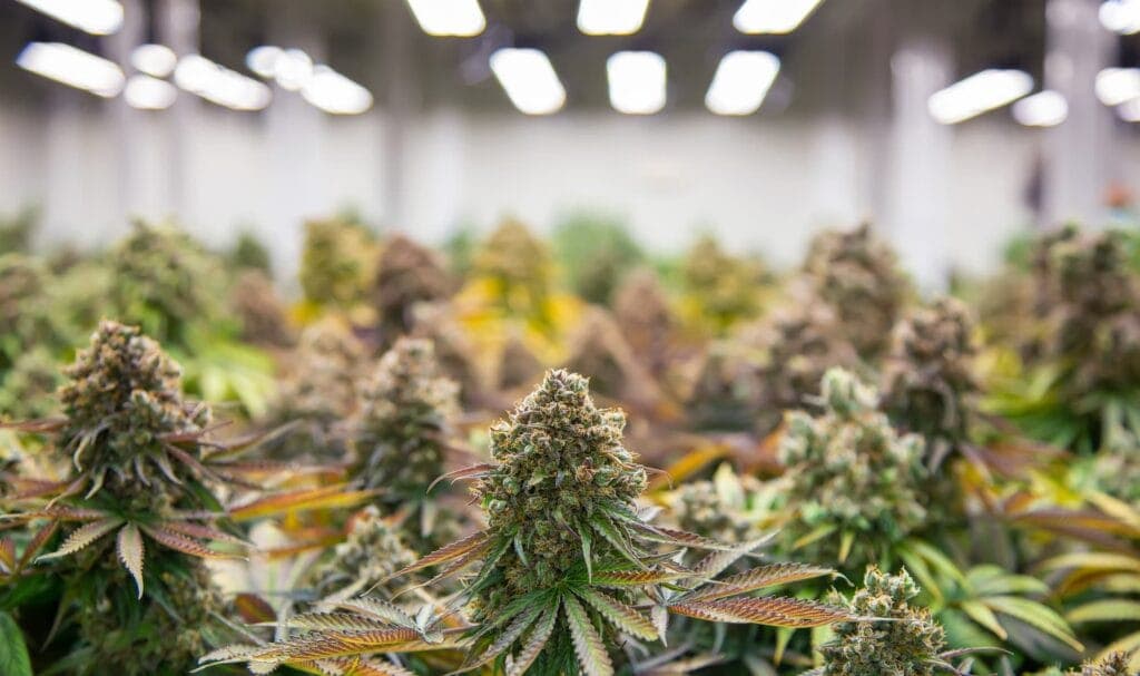 Local craft cannabis grow operation